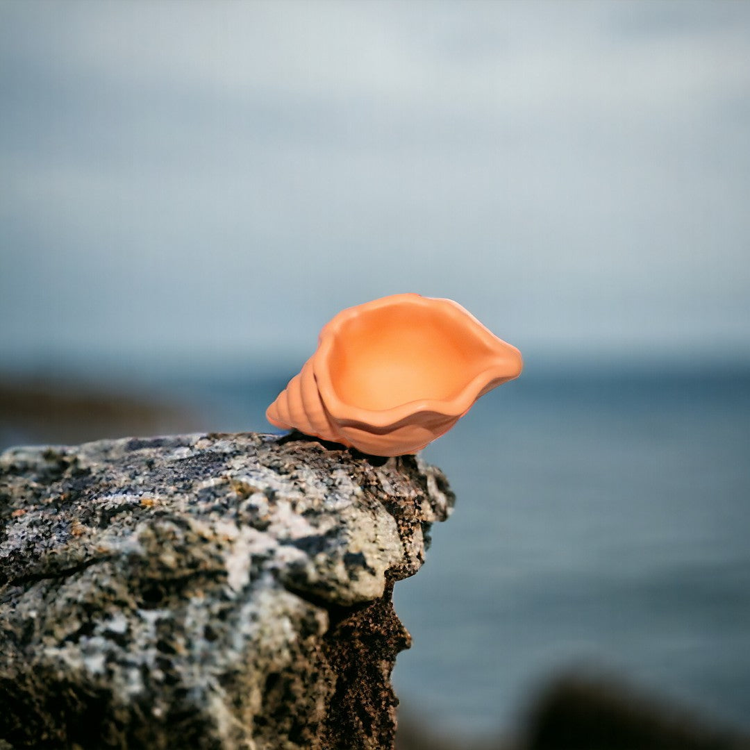 Coquillage escargot orange